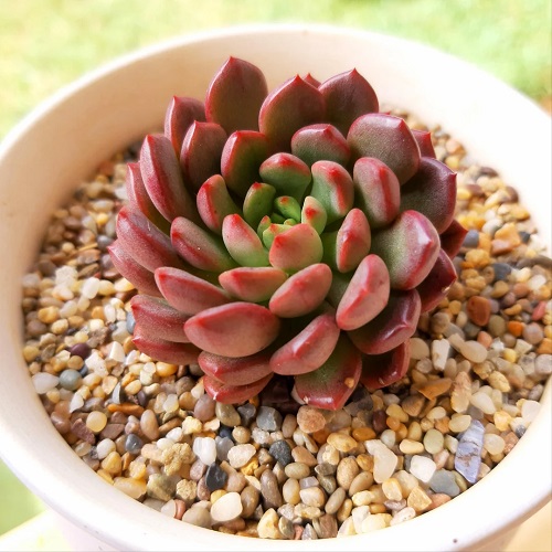 grow Sedeveria Pink Ruby