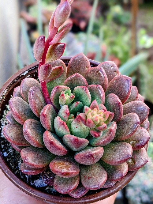 How to Grow and Care for Sedeveria Pink Ruby