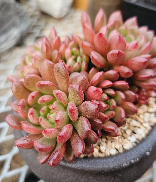 Sedeveria Pink Ruby indoor