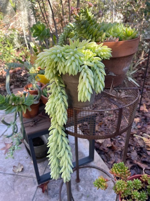 Outdoor Succulents that look like fingers