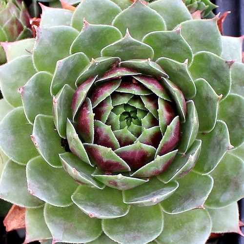 Sempervivum 'Red Heart'