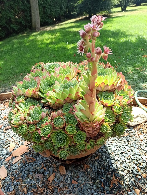 When Are Sempervivums Dormant 1