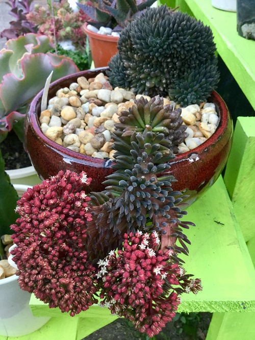 Monocarpic Succulents