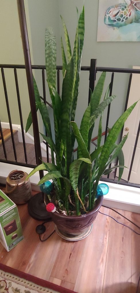 Snake plant natural aging