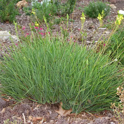 Outdoor Plant That Look Like Grass! 