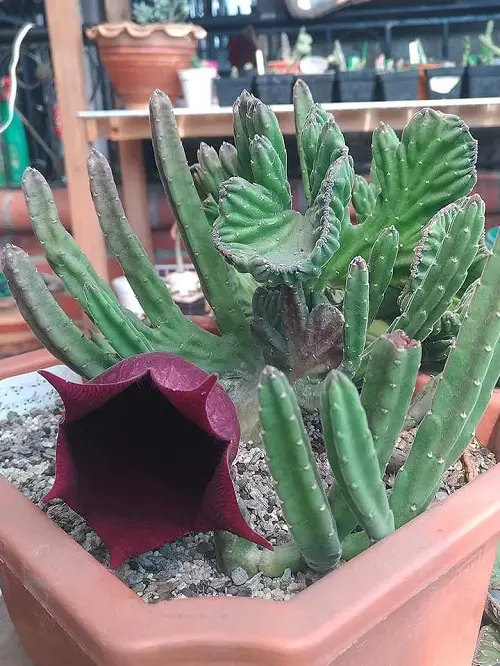 Stapelia leendertziae f. cristata