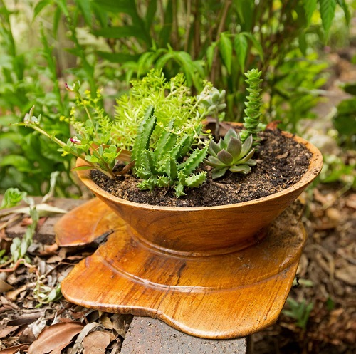 Beautiful Succulent Bowl Garden 1