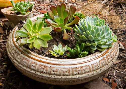 Beautiful Succulent Bowl Garden 2