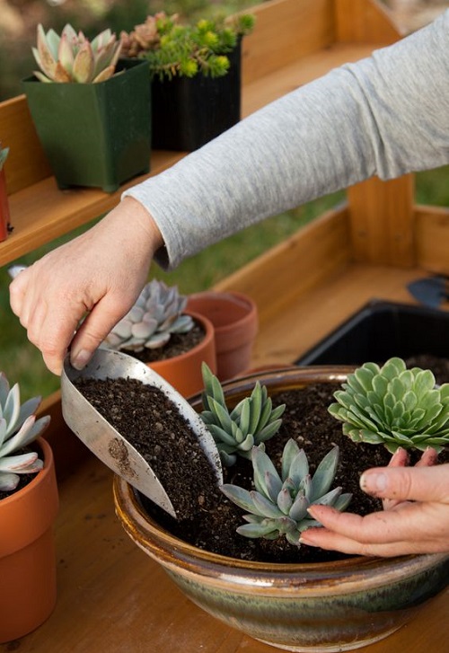 Right Soil Mix Succulent Bowl Garden 1