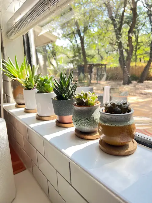 Ways to Give Your Succulents the Light They Need in Winter