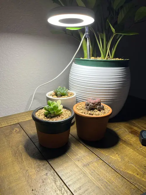 Ways to Give Your Succulents the Light They Need in Winter 2