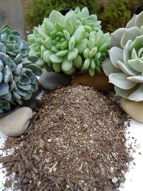 Good Quality Soil for Succulents