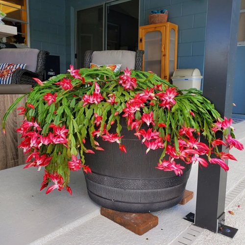 Common Thanksgiving Cactus Problems With Their Solutions