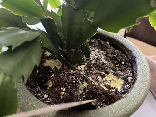 Thanksgiving Cactus Mold and Mildew