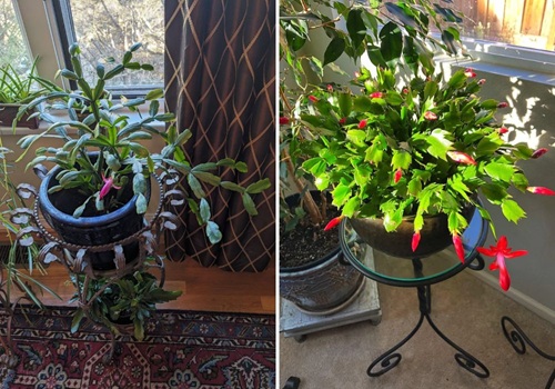 Thanksgiving Cactus Vs. Christmas Cactus