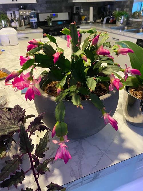 Thanksgiving Cactus Blooming Issues