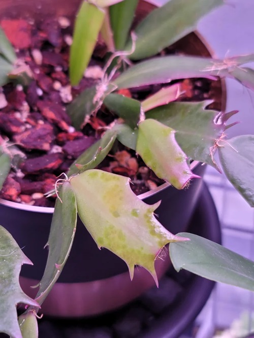 Thanksgiving Cactus Edema Issues