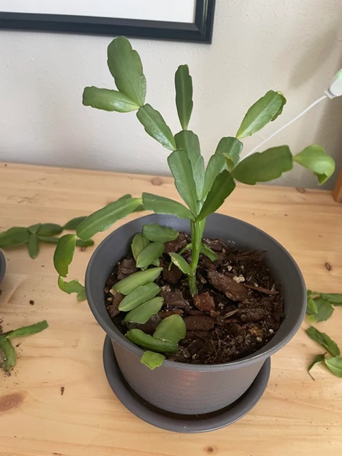 Thanksgiving Cactus Problems Plus Solution