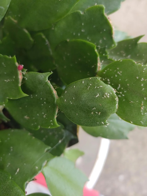 Thanksgiving Cactus Pesky Pests