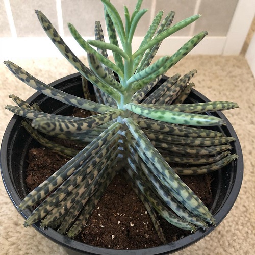 Indoor Succulents that look like fingers 3