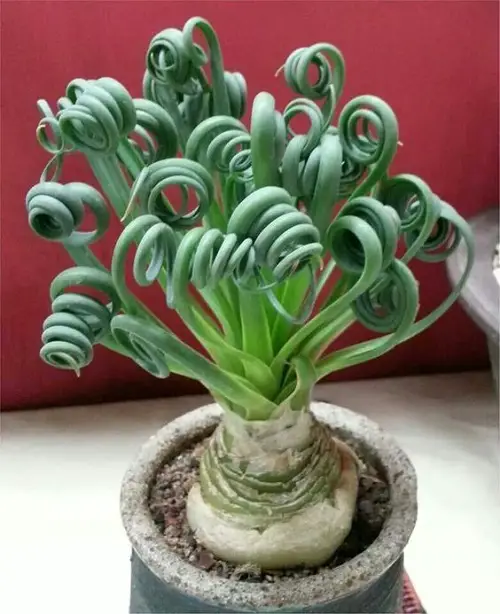 Succulents That Look Like Something Unique 2