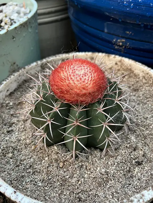 Turk's-cap cactus