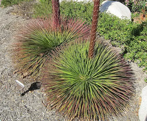 Succulents That Look Like Grass! 1