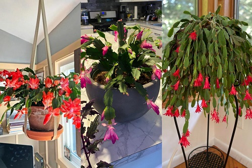 Thanksgiving cactus vs Christmas cactus vs Easter cactus!