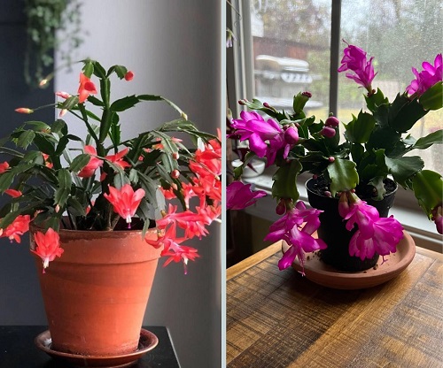 Thanksgiving cactus vs Christmas cactus!