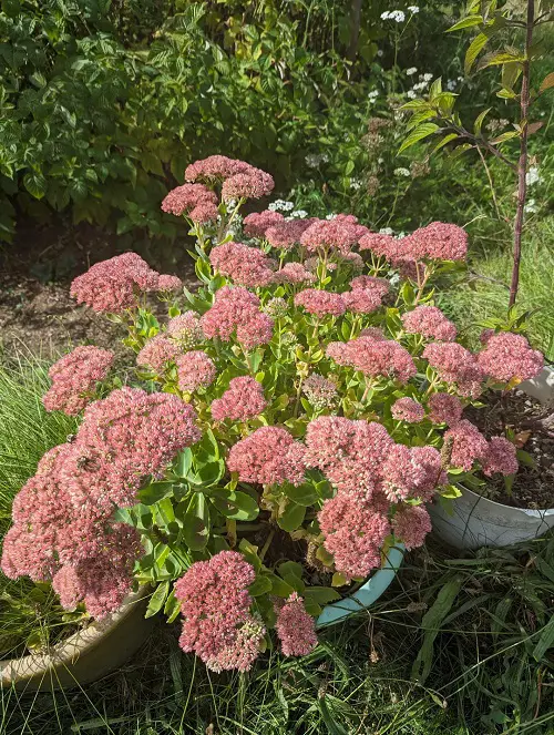 When to Cut Back Sedum for Winter