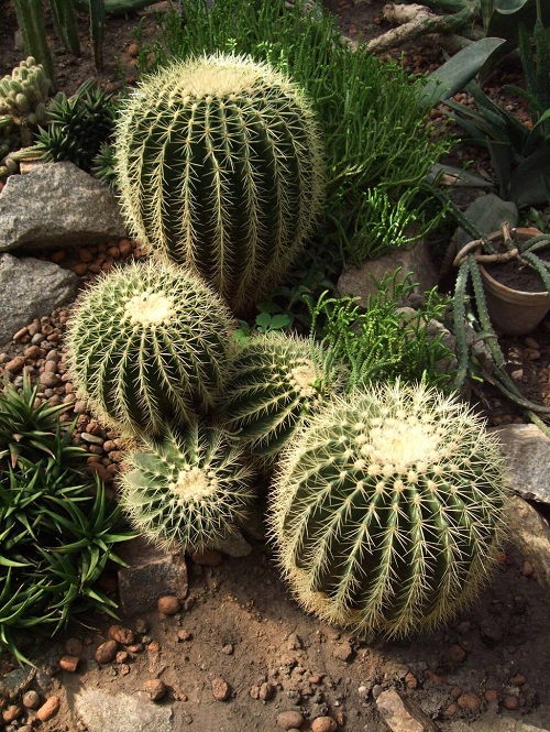 Barrel Cactus 1