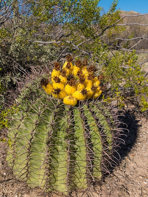 Barrel Cactus