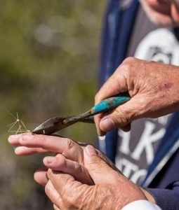 How To Remove Cactus Needles—The Best Ways - Succulent Garden Web