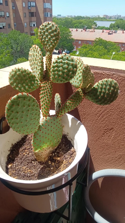 How to remove cactus needles 
