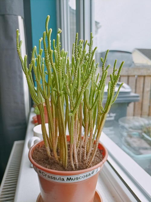 Succulents that look like fingers 3