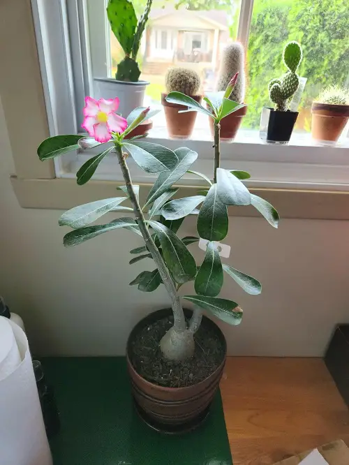 Great Tips to Grow an Adenium Bonsai 2