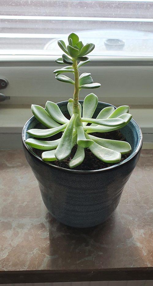 Signs Your Succulent is Etiolated