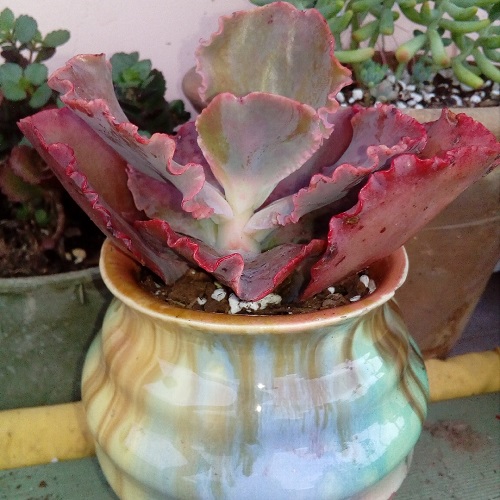 Beautiful Colorful Succulent Plants 6