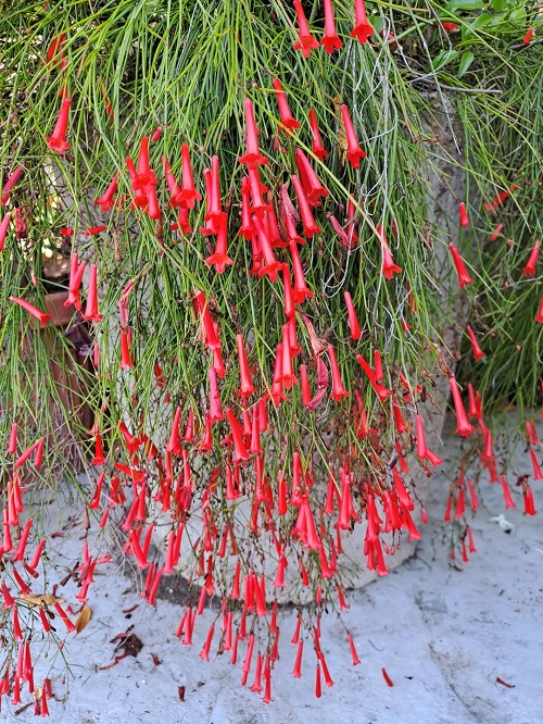  Red Color FLower Succulent 