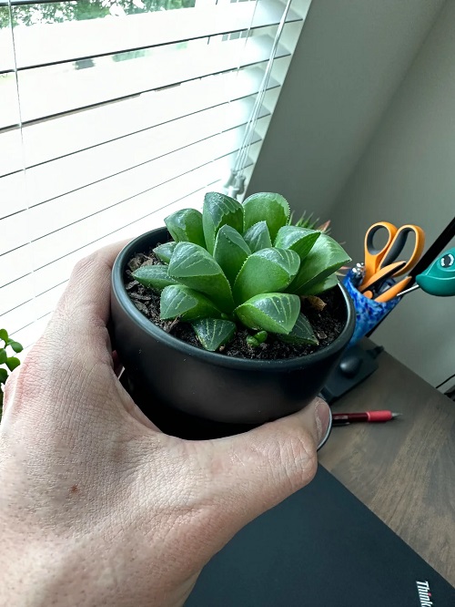 Haworthia mutica Plants That Look Like Opals 1