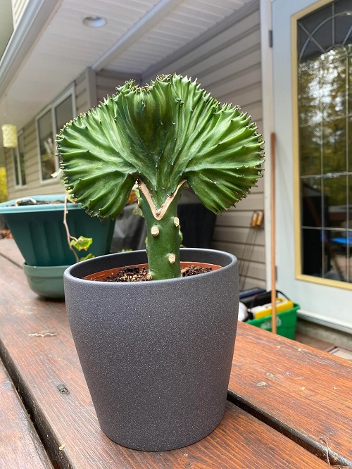 Mermaid Tail Cactus, Pot Size