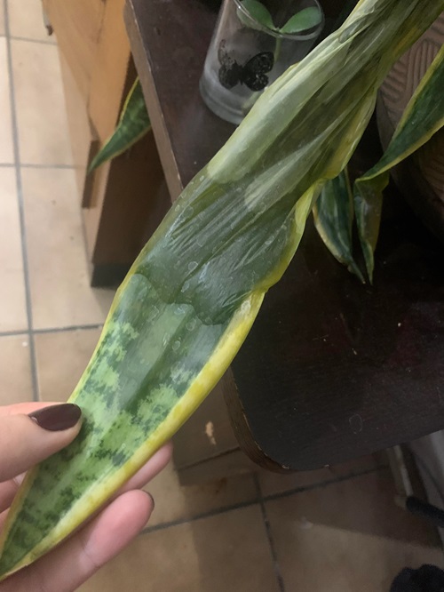 Overwatering snake plant