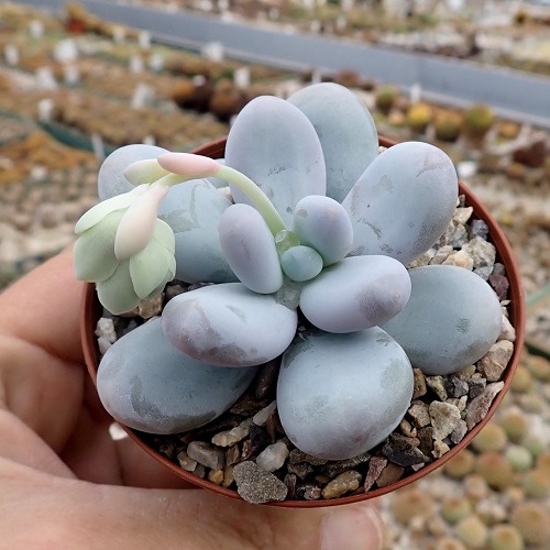 Moonstones Plants That Look Like Opals 1