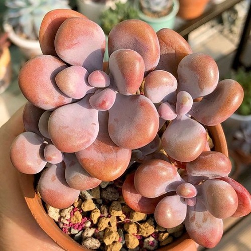 Red Color Succulent in pot