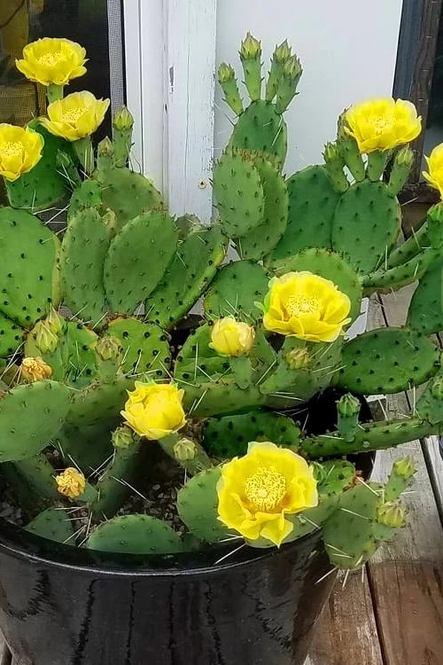 Prickly Pear Vs Christmas Cactus