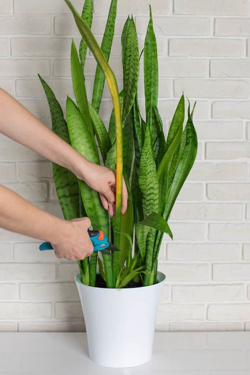 Hacks to Grow a Thicker Snake Plant Without Buying Another One 4
