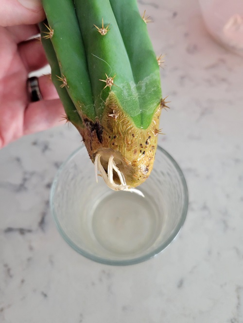 Watering Newly Rooted Cuttings