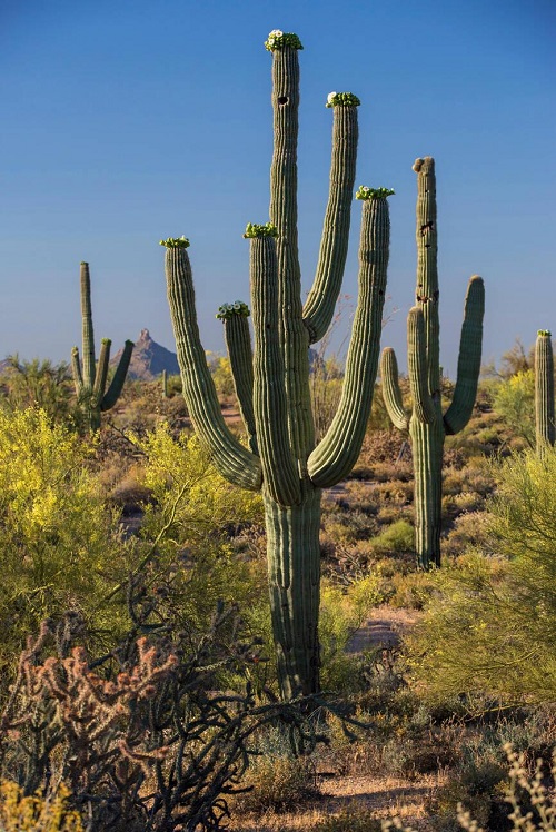 Saguaro Cactus