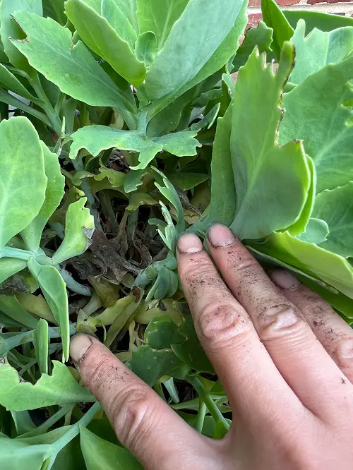 How to Prune Your Sedum