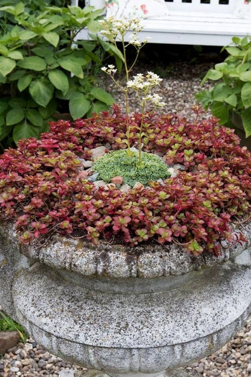  Red Color Succulent  in home garden